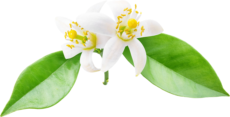 White flowers with a pair of green leaves.