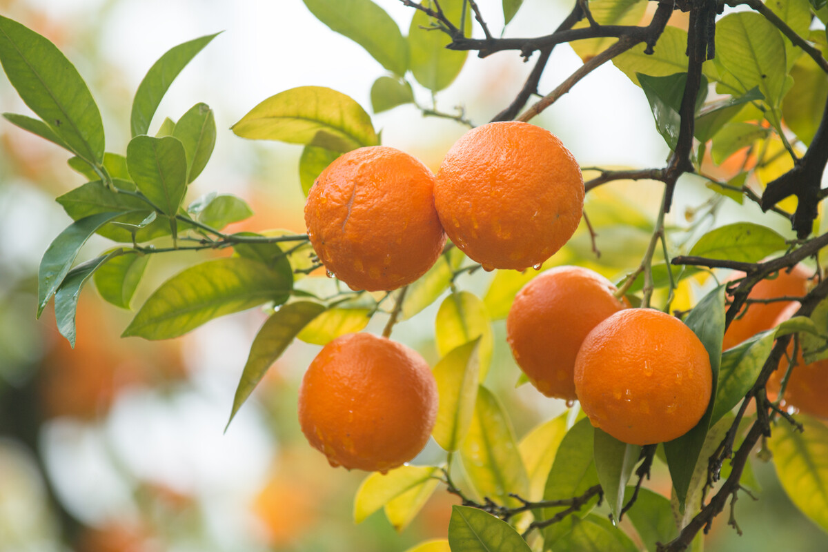 Five tasty looking oranges on a branch.